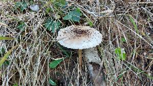 Parasolpilz_Macrolepiota-procera_20260917_152224.jpg