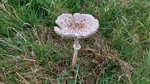 Parasolpilz_Macrolepiota-procera_20261001_154535.jpg