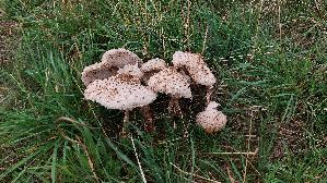 Parasolpilz_Macrolepiota-procera_20261001_154618.jpg