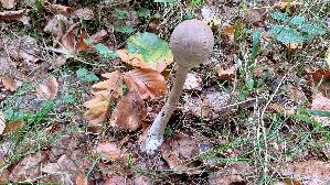 Parasolpilz_Macrolepiota-procera_20261009_130725.jpg