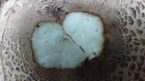 Parasolpilz_Macrolepiota-procera_20261009_130900.jpg