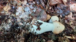Parasolpilz_Macrolepiota-procera_20261014_120629.jpg