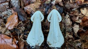 Parasolpilz_Macrolepiota-procera_20261014_120821.jpg