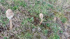 Parasolpilz_Macrolepiota-procera_20261016_162555.jpg