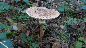 Parasolpilz_Macrolepiota-procera_20261019_130231.jpg