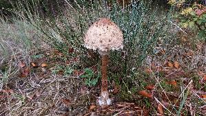 Parasolpilz_Macrolepiota-procera_20261022_115144.jpg
