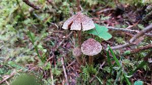 Pelargonium---Guertelfuss_Cortinarius-flexipes_20250908_094544.jpg