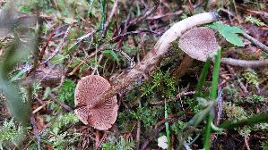 Pelargonium---Guertelfuss_Cortinarius-flexipes_20250908_094603.jpg