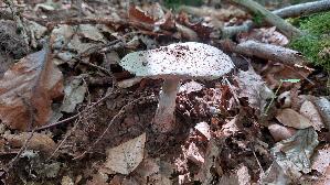 Perlpilz_Amanita-rubescens_20250720_153716.jpg