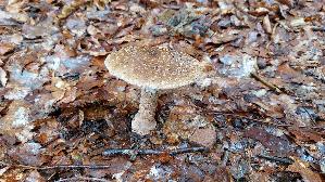 Perlpilz_Amanita-rubescens_20250803_135323.jpg