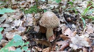 Perlpilz_Amanita-rubescens_20250806_124328.jpg