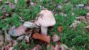 Perlpilz_Amanita-rubescens_20250923_140749.jpg
