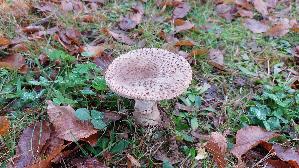 Perlpilz_Amanita-rubescens_20251117_114746.jpg