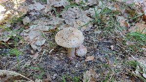 Perlpilz_Amanita-rubescens_20260525_091033.jpg