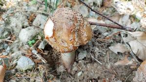 Perlpilz_Amanita-rubescens_20260608_122020.jpg