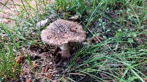 Perlpilz_Amanita-rubescens_20260611_125026.jpg