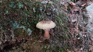 Perlpilz_Amanita-rubescens_20260614_150450.jpg
