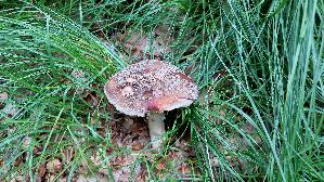 Perlpilz_Amanita-rubescens_20260614_151543.jpg