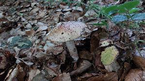 Perlpilz_Amanita-rubescens_20260615_135632.jpg