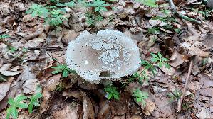 Perlpilz_Amanita-rubescens_20260616_174042.jpg