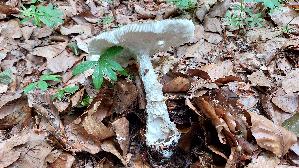 Perlpilz_Amanita-rubescens_20260616_174200.jpg