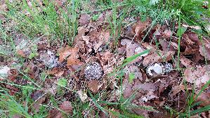 Perlpilz_Amanita-rubescens_20260616_183757.jpg