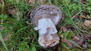 Perlpilz_Amanita-rubescens_20260616_183837.jpg