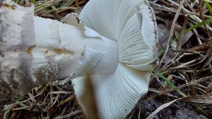 Perlpilz_Amanita-rubescens_20260926_143114.jpg