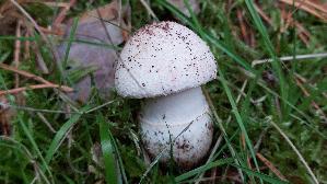 Perlpilz_Amanita-rubescens_20261004_174358.jpg