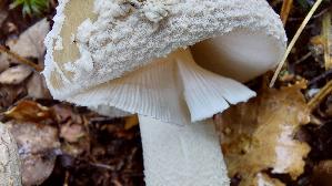 Perlpilz_Amanita-rubescens_20261013_112403.jpg