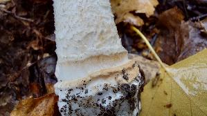 Perlpilz_Amanita-rubescens_20261013_112422.jpg
