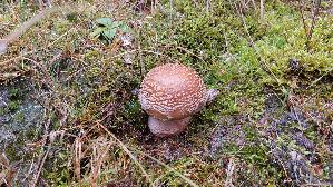 Perlpilz_Amanita-rubescens_20261013_114907.jpg