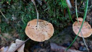 Pfefferroehrling_Chalciporus-piperatus_20250801_120337.jpg