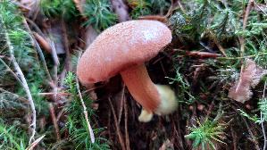 Pfefferroehrling_Chalciporus-piperatus_20250930_122731.jpg