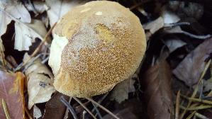 Pfefferroehrling_Chalciporus-piperatus_20251015_131803.jpg