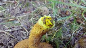 Pfefferroehrling_Chalciporus-piperatus_20260926_124426.jpg