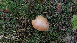 Pfefferroehrling_Chalciporus-piperatus_20260929_144643.jpg