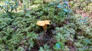 Pfifferling_Cantharellus-cibarius_20250904_112728.jpg