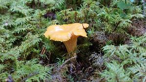 Pfifferling_Cantharellus-cibarius_20250904_112735.jpg
