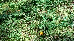 Pfifferling_Cantharellus-cibarius_20250904_113238.jpg