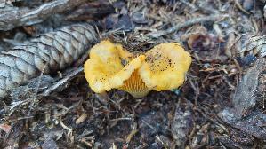 Pfifferling_Cantharellus-cibarius_20250906_132826.jpg