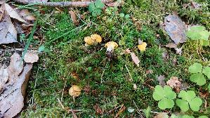 Pfifferling_Cantharellus-cibarius_20260525_084716.jpg