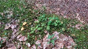 Pfifferling_Cantharellus-cibarius_20260603_160249.jpg
