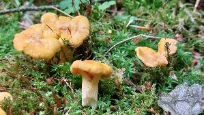 Pfifferling_Cantharellus-cibarius_20260603_160319.jpg
