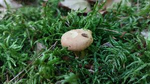 Pfifferling_Cantharellus-cibarius_20260613_165409.jpg