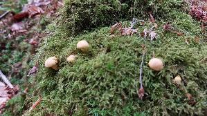 Pfifferling_Cantharellus-cibarius_20260615_113109.jpg