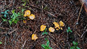 Pfifferling_Cantharellus-cibarius_20260917_113008.jpg
