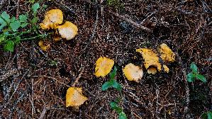 Pfifferling_Cantharellus-cibarius_20260917_113015.jpg