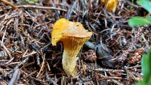 Pfifferling_Cantharellus-cibarius_20260917_113132.jpg