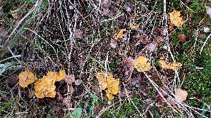Pfifferling_Cantharellus-cibarius_20261019_150032.jpg